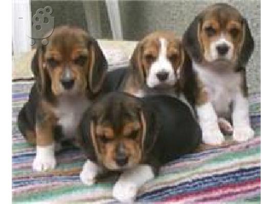 PoulaTo: Beagle